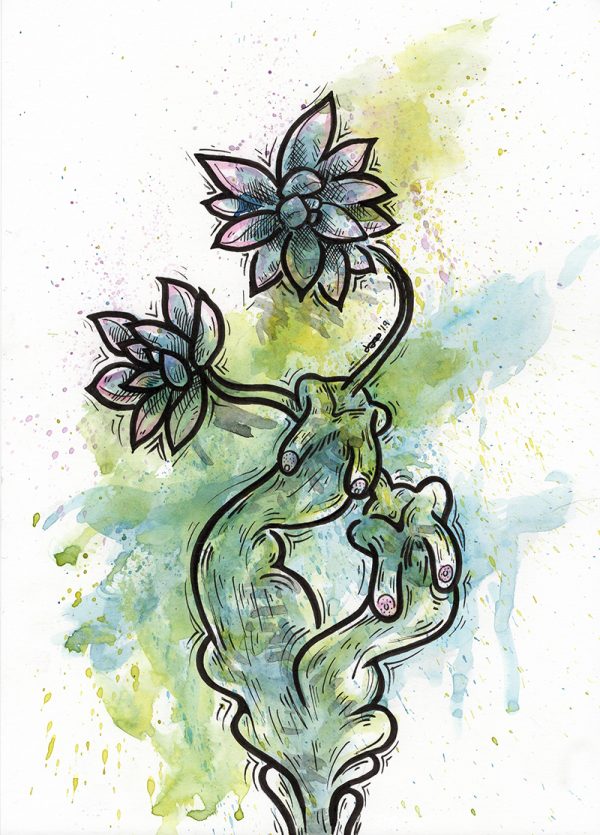 Succulent